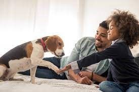 Ik verzorg de hond en de poes